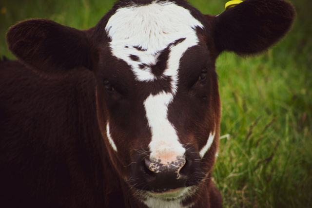 Calf 7