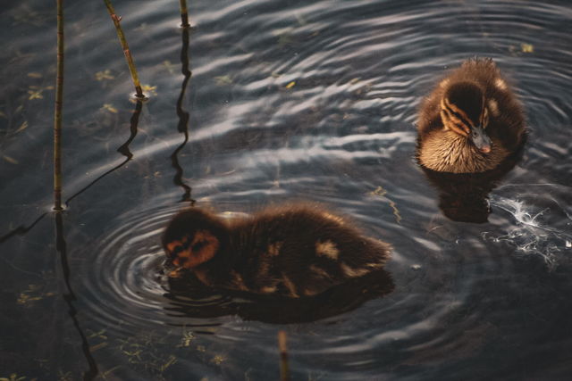 Ducklings