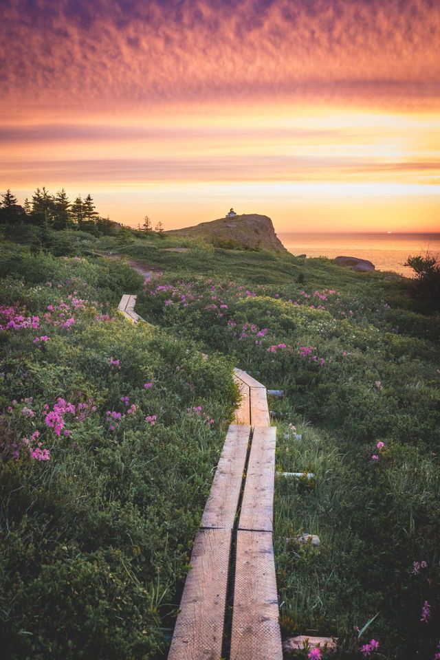 Cape Spear Path