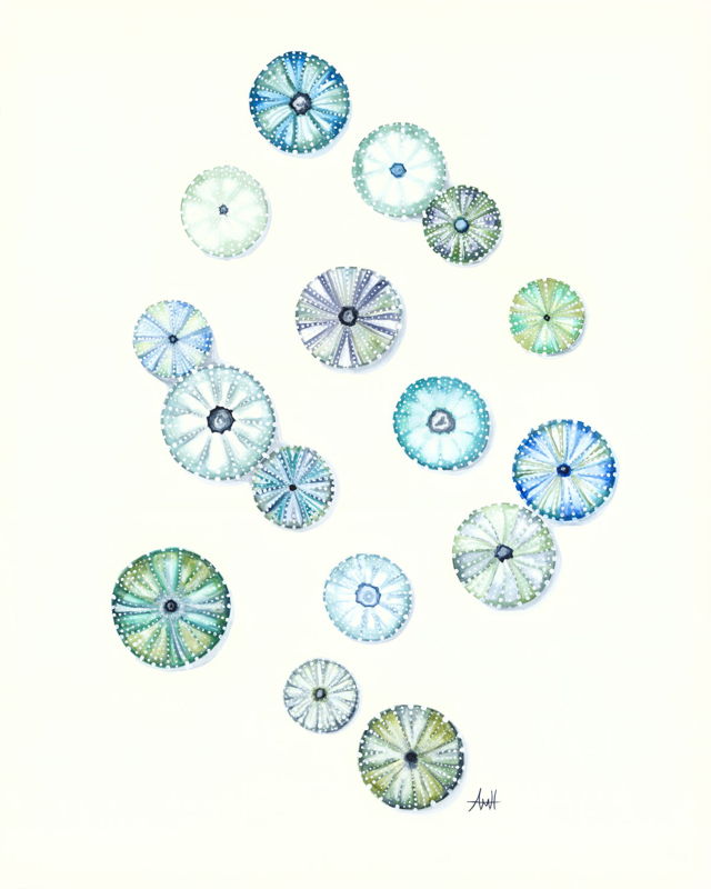 Sea Urchin Energy