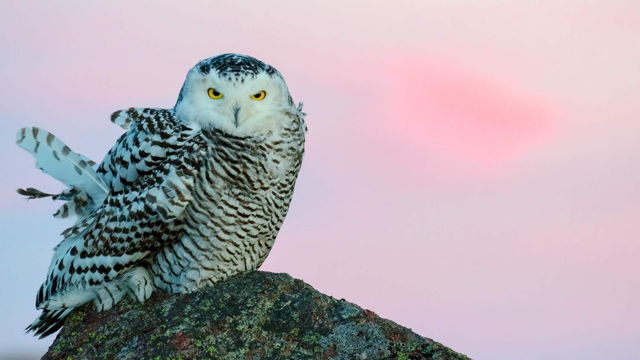 Ookpik at Dawn