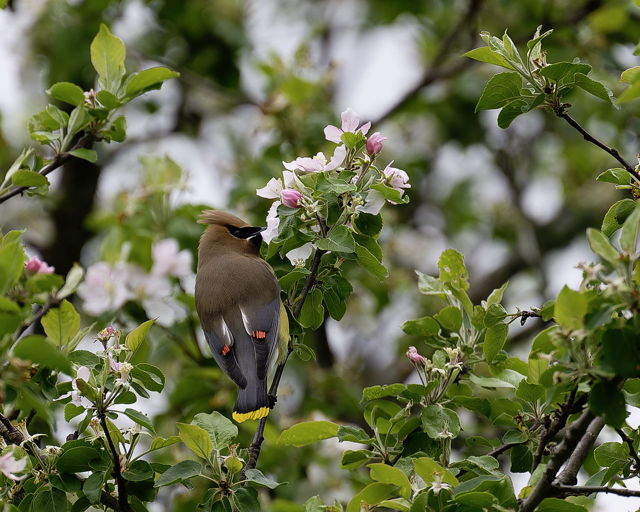 Among the Apple Blossoms