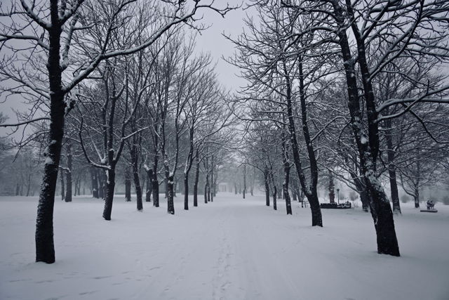 A Stroll in The Snow