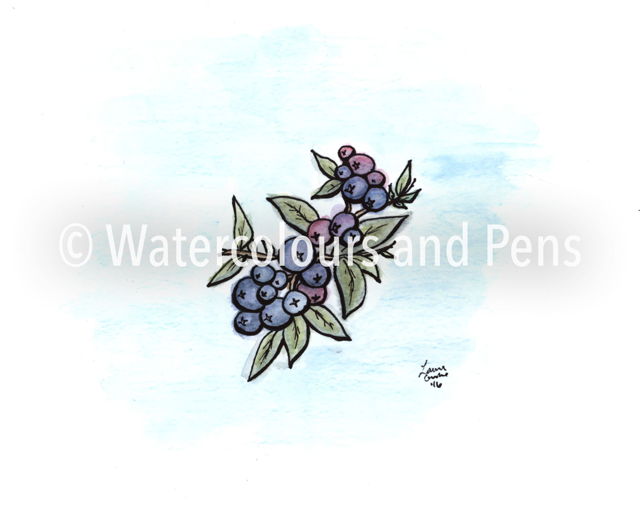 Blueberries