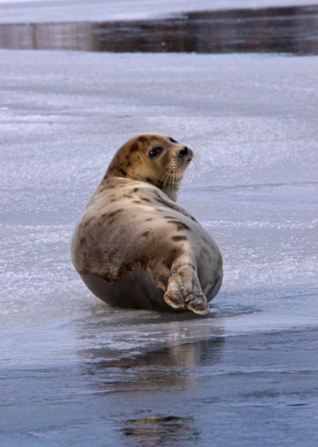 harp seal
