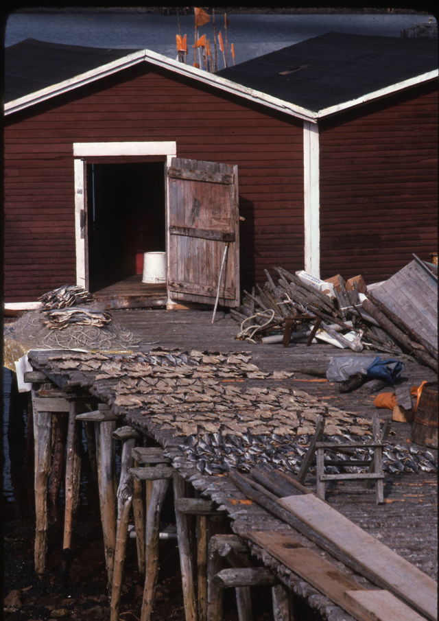 Salt fish drying at St. Lawrence - 1978
