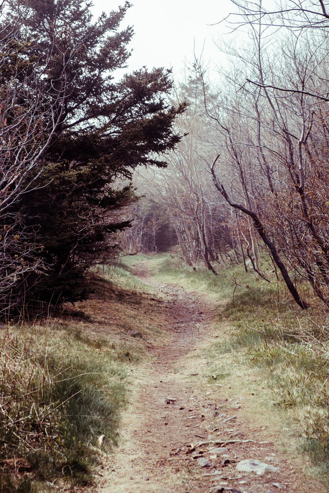 Foggy Pathway