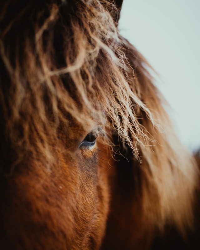 Chestnut Icelandic Horse