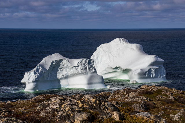 Giant Visitor in Little Harbour
