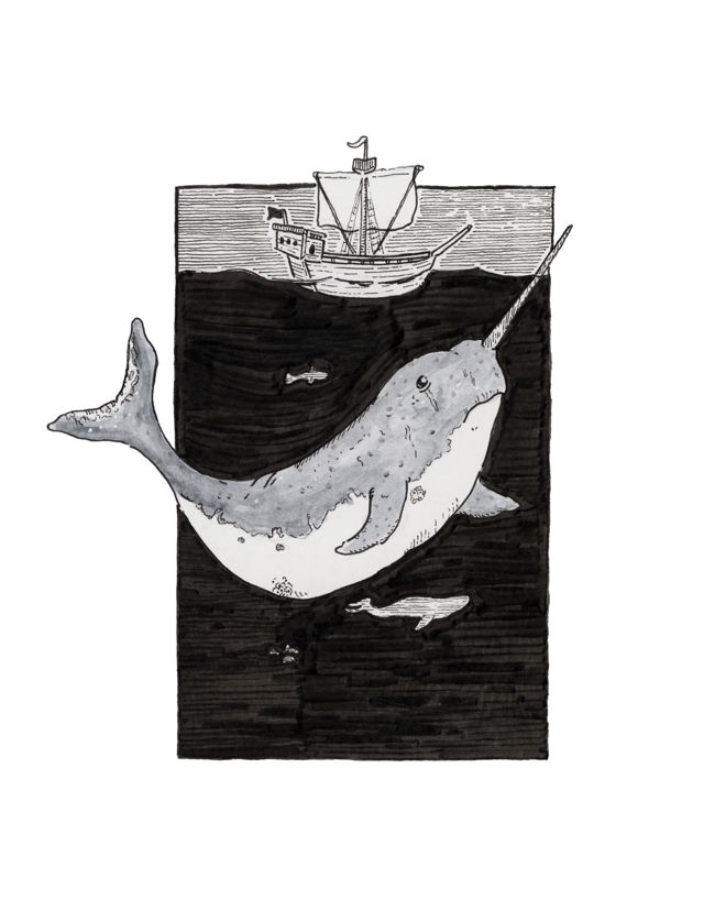 Narwhal