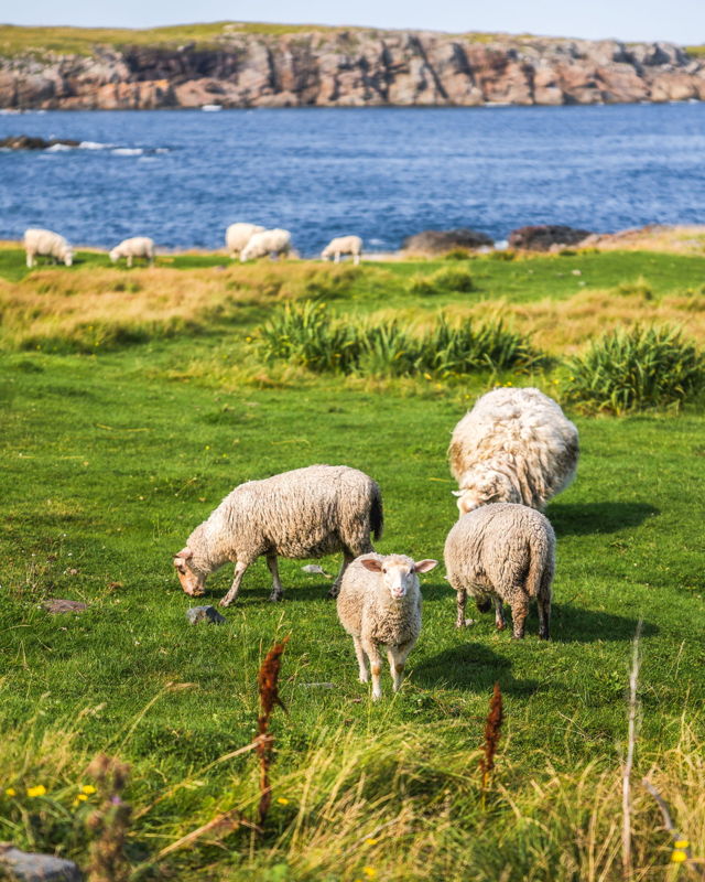 Bonavista Coastal Sheep 1