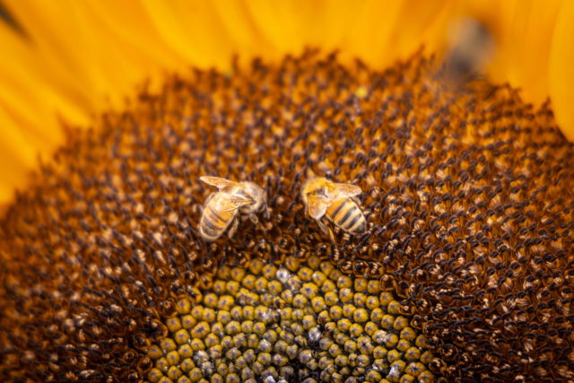 Busy bees and sunflower