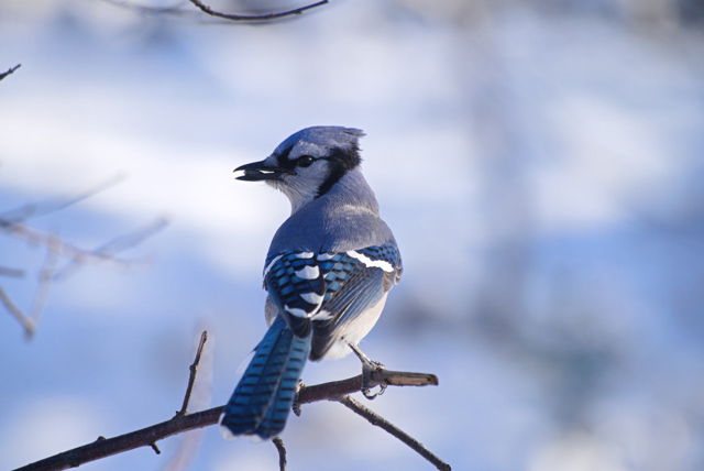Blue Jay in winter