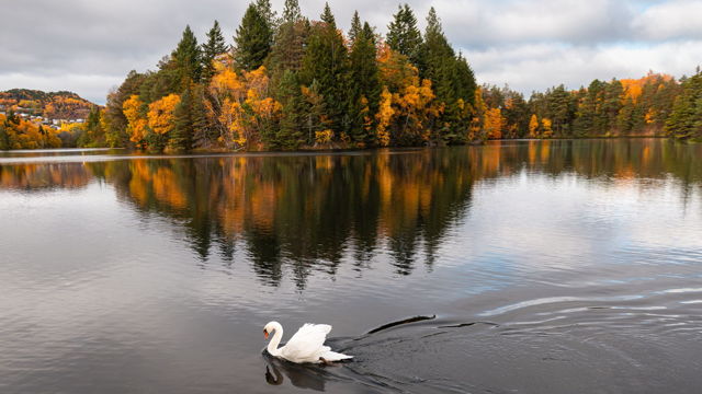 Even the swan couldnot resist stopping to admire the magic of fall