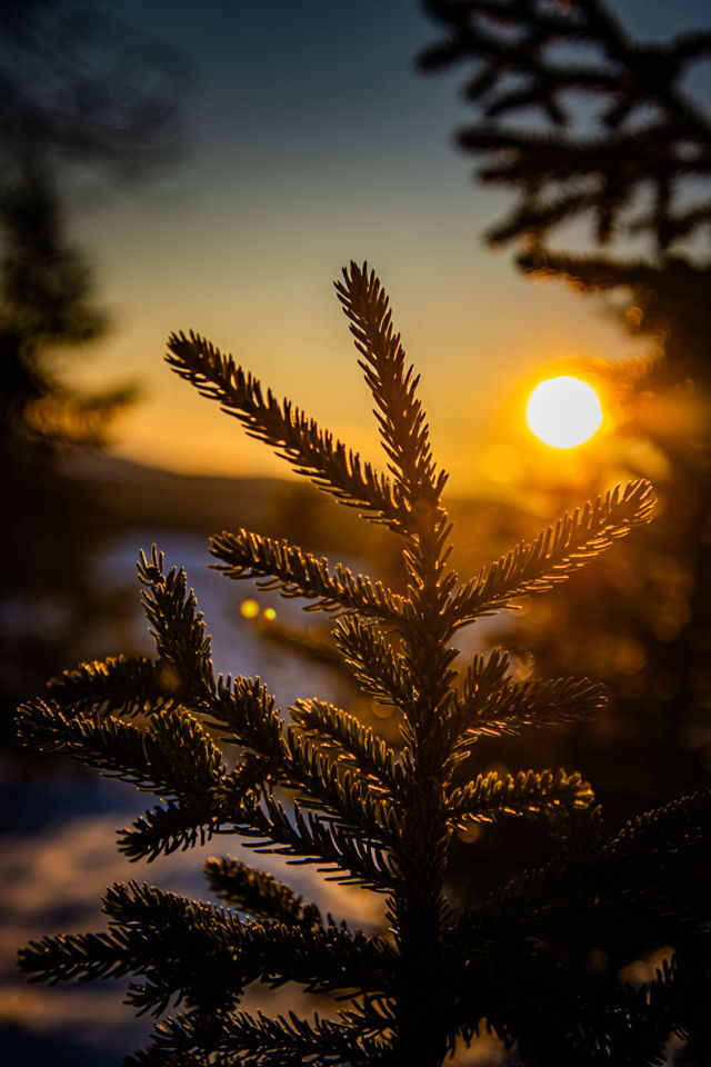 Sunset Colored Spruce