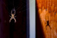 Money spider sees his shadow