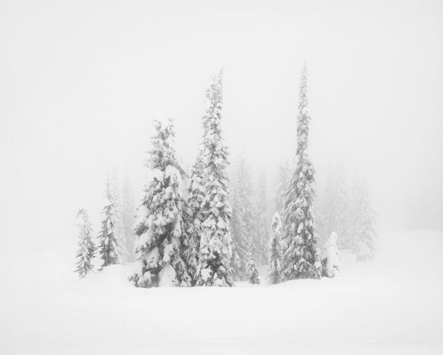 Among the Fog