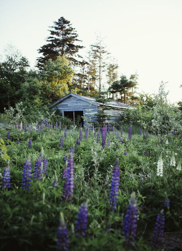 Lupin Field