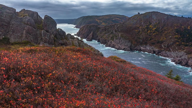 Red Blueberry Carpet