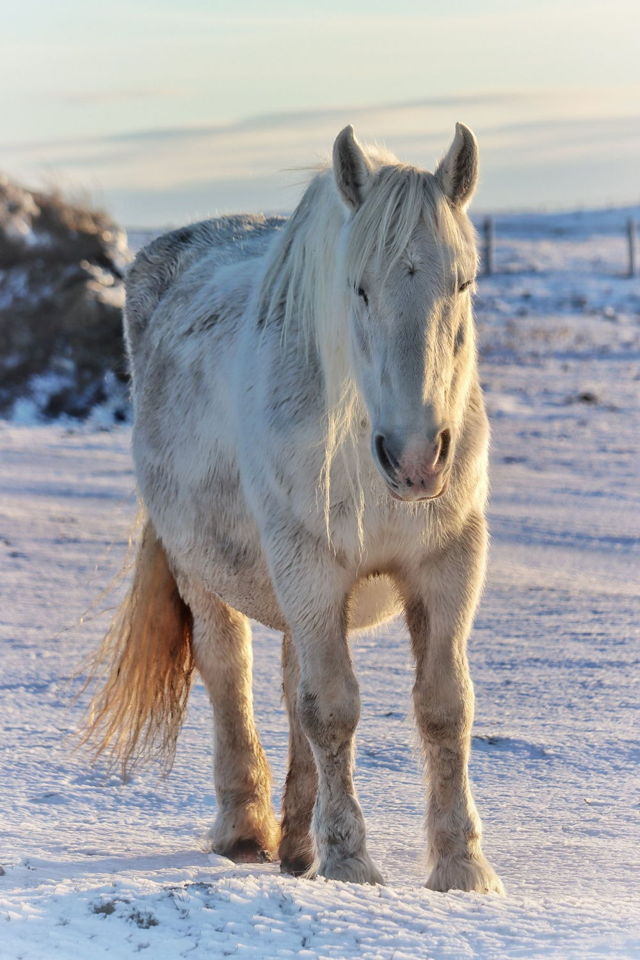 A Winter Beauty