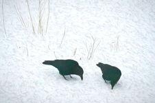 Two Crows, Trinity East, NL