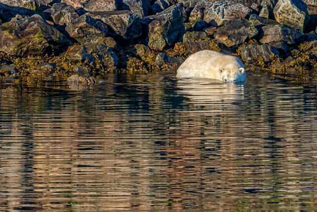 Polar Bear 3