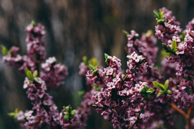 In Bloom