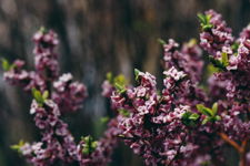 In Bloom
