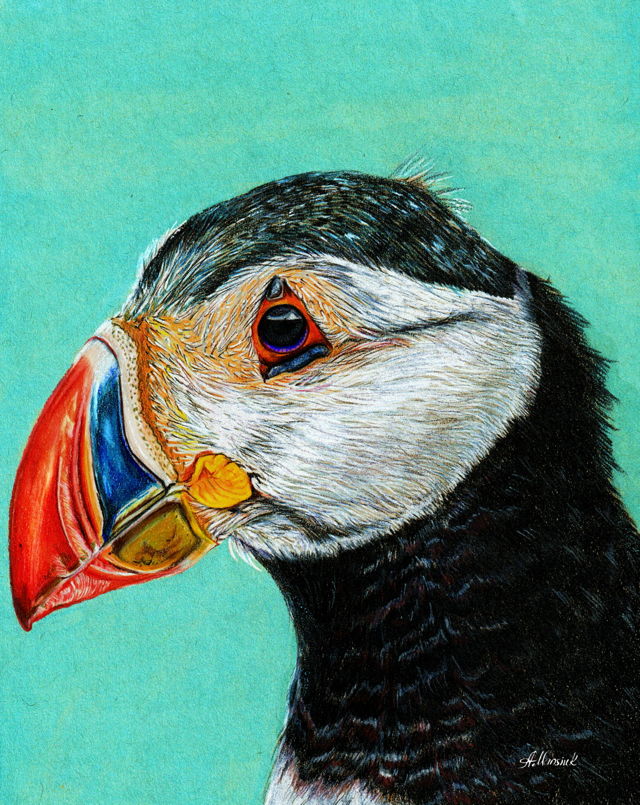 Atlantic Puffin
