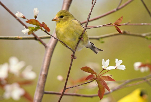 American Goldfinch in pear tree