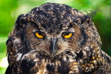 Great Horned Owl 03173