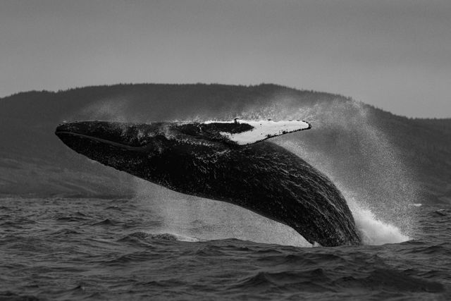 Mama Whale Breach
