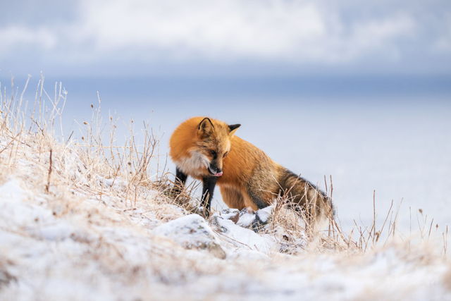 On The Hunt