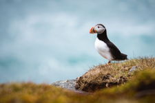 Bonavista Puffin