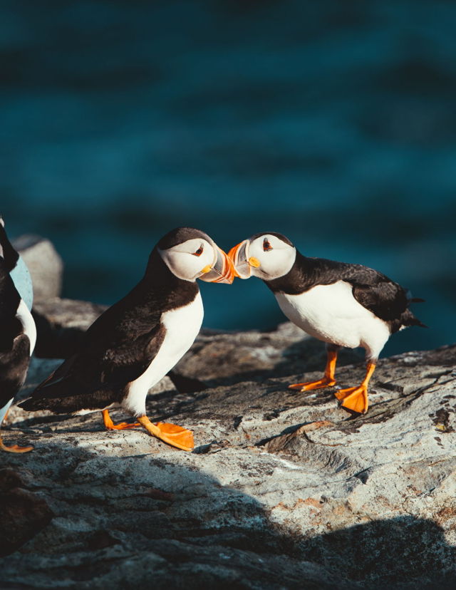 Puffin Love