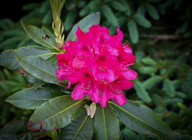 Rhododendron