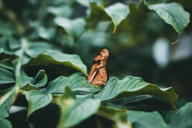 Butterfly