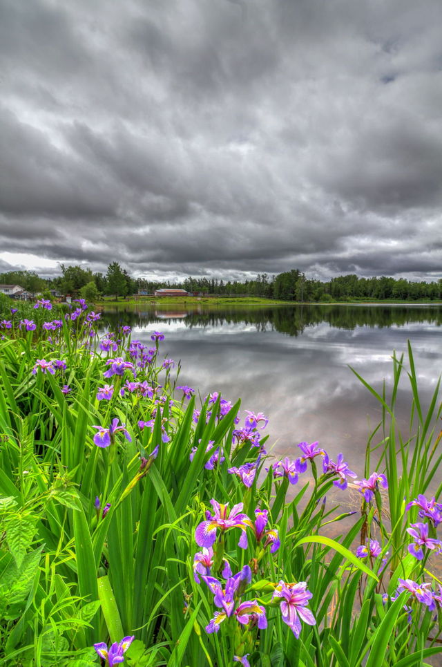 Iris's - Jigg's Farm, NL