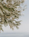 Olive Branches I