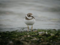 Semipalmated Plover