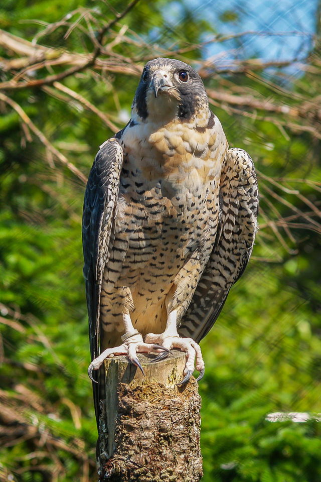 Captive Falcon