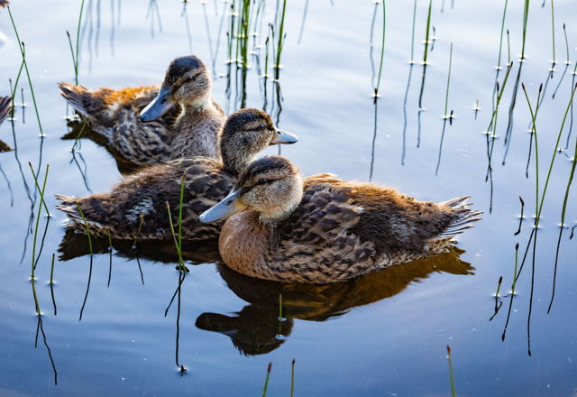 Ducklings at Cobbs