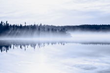 Mist Through The Trees