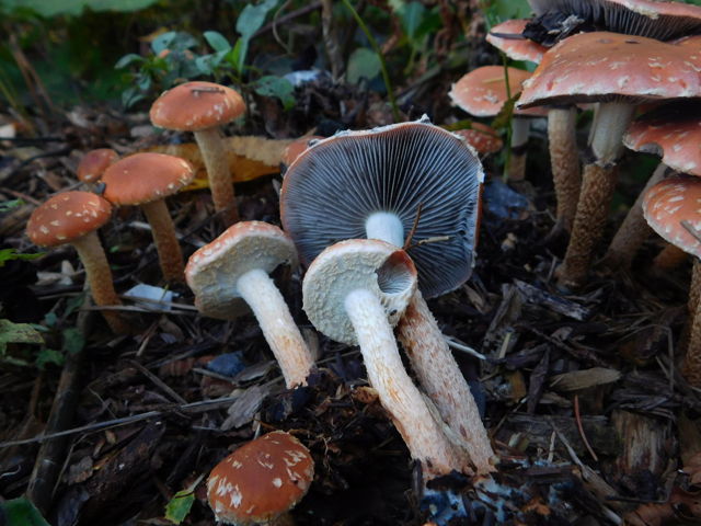 Leratiomyces squamosus var. thraustus