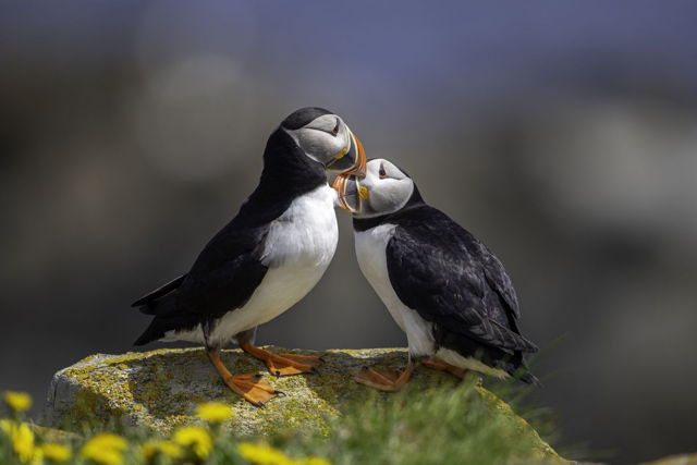 Puffin Affection