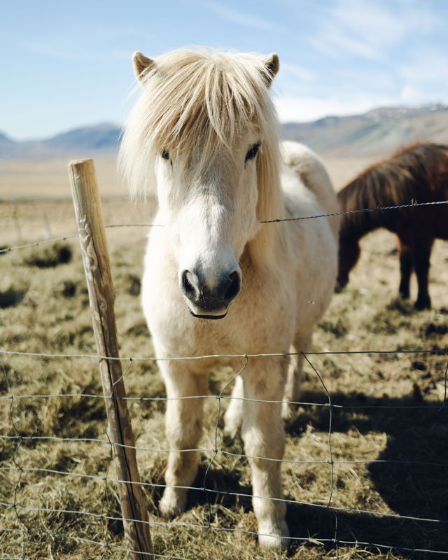 Icelandic Horses