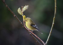 American Goldfinch 2