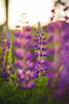 Sunset Lupins