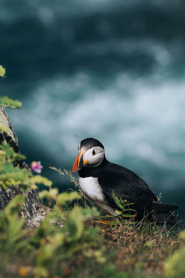 Oceanside Puffin