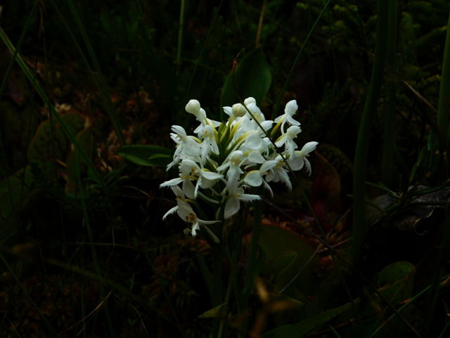 Fringed white orchid
